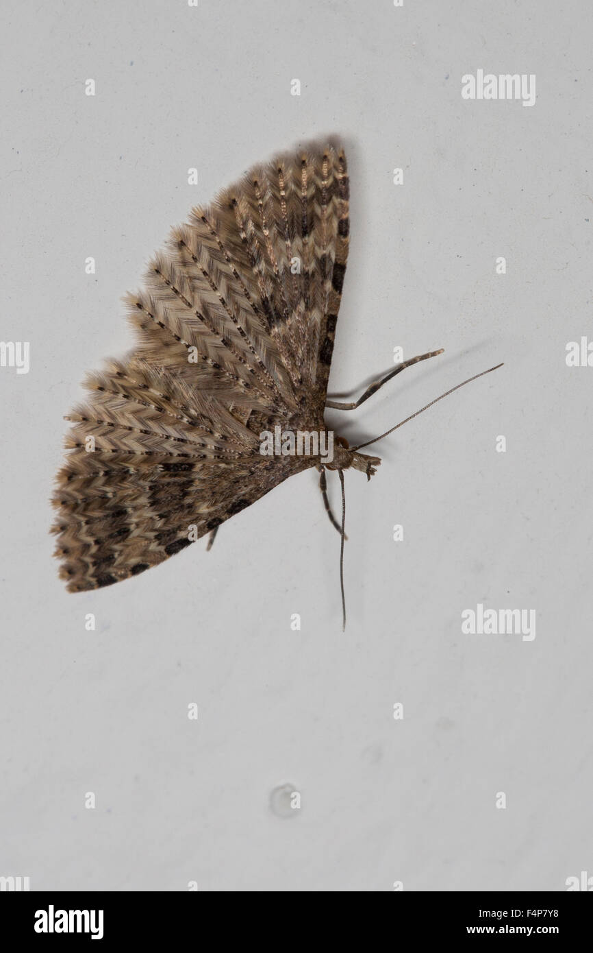 Vingt-plume Moth, Alucita hexadactyla, Alucita hexadactyla polydactyla, Phalaena, Geissblattgeistchen Geissblatt-Geistchen, Banque D'Images