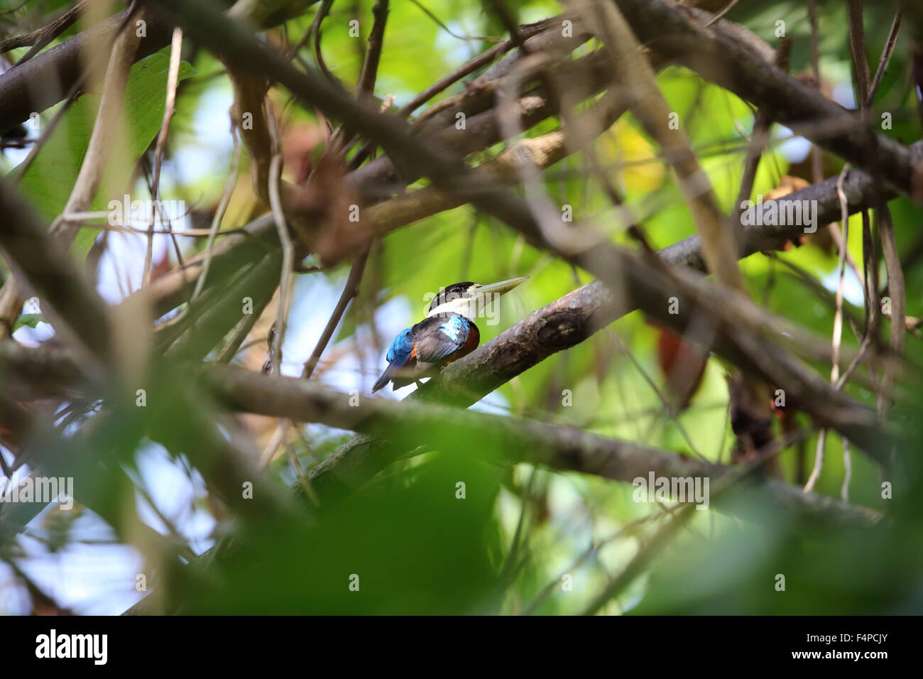 À ventre roux (Kookaburra Dacelo gaudichaud) en Papouasie Nouvelle Guinée Banque D'Images