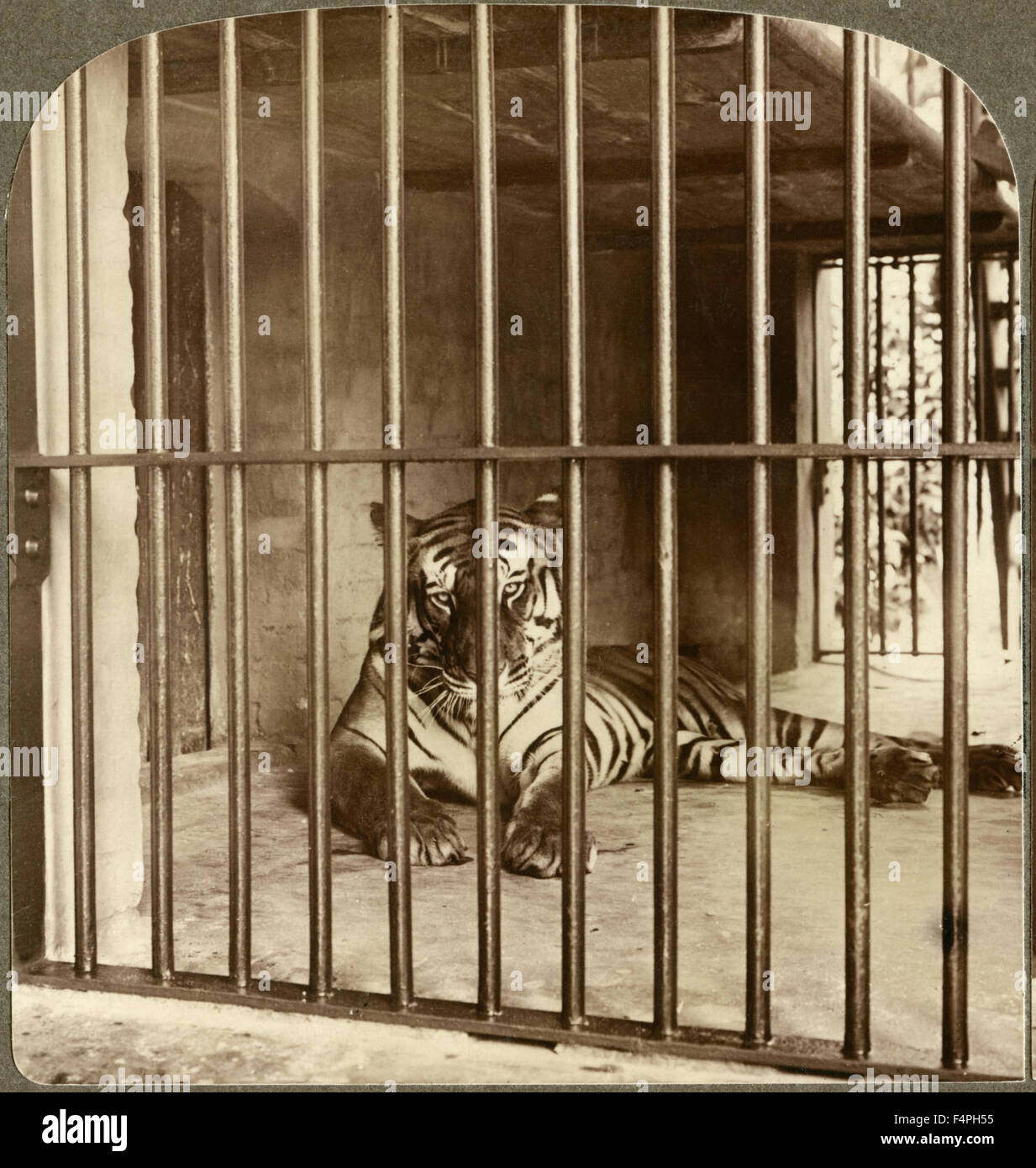Tigre du Bengale, "mangeur" à Calcutta, Inde Underwood & Underwood, seule image de carte stéréo, 1904 Banque D'Images