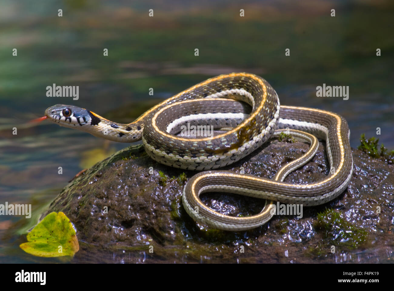 Western Black-necked Couleuvre rayée (Thamnophis, cyrtopsis cyrtopsis), Gila Wilderness, Nouveau Mexique, USA. Banque D'Images