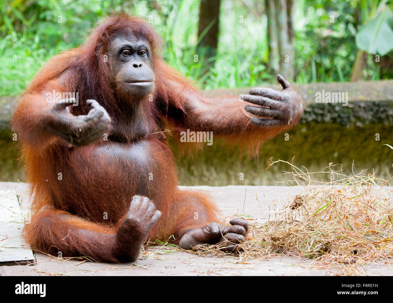 ORANG-OUTAN DANS UN CÂLIN-moi de poser Banque D'Images