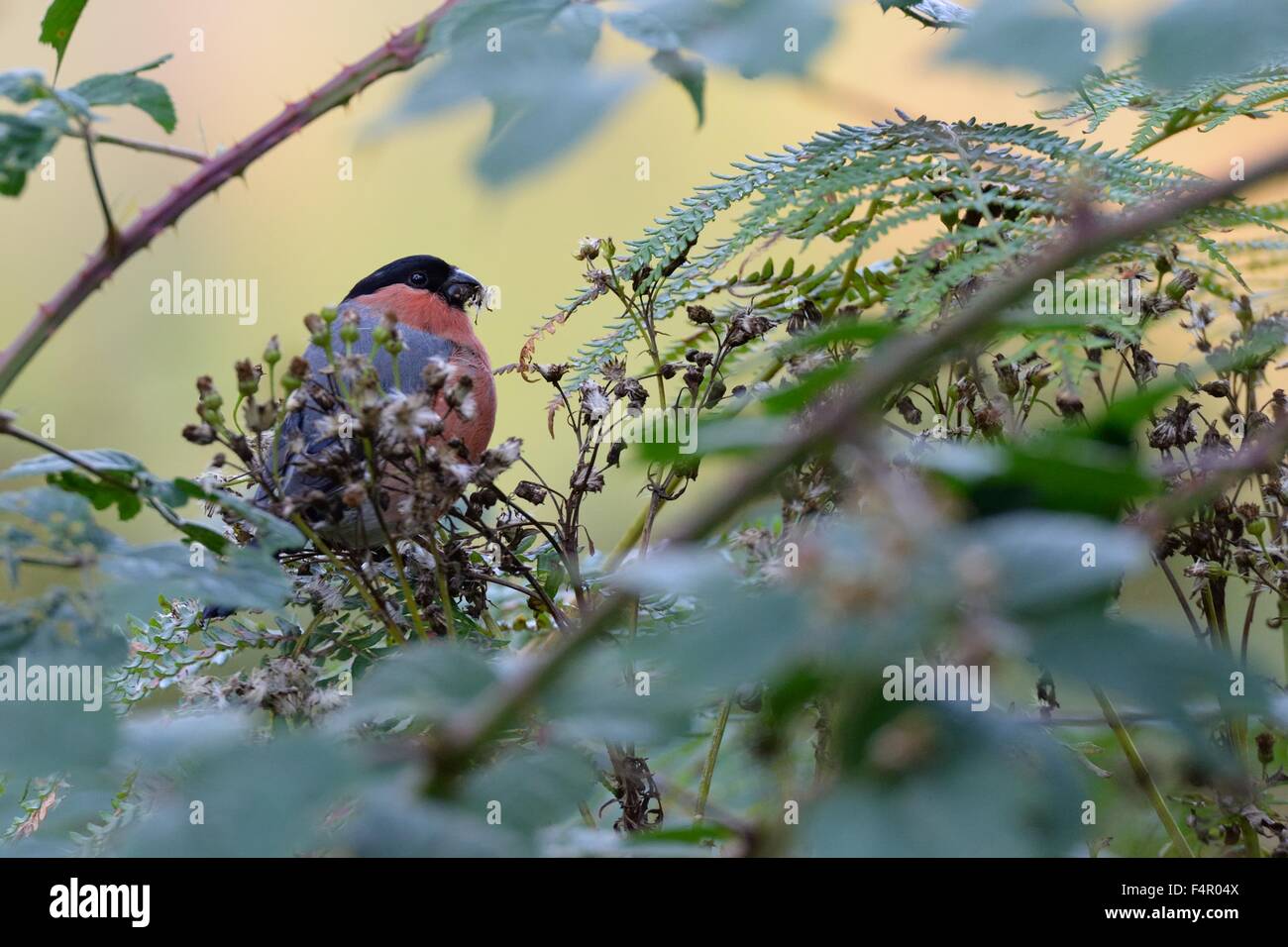 Un canard colvert (Pyrrhula pyrrhula) la consommation de graines de fleurs sauvages dans le Queen Elizabeth Forest Park, en Écosse. Banque D'Images