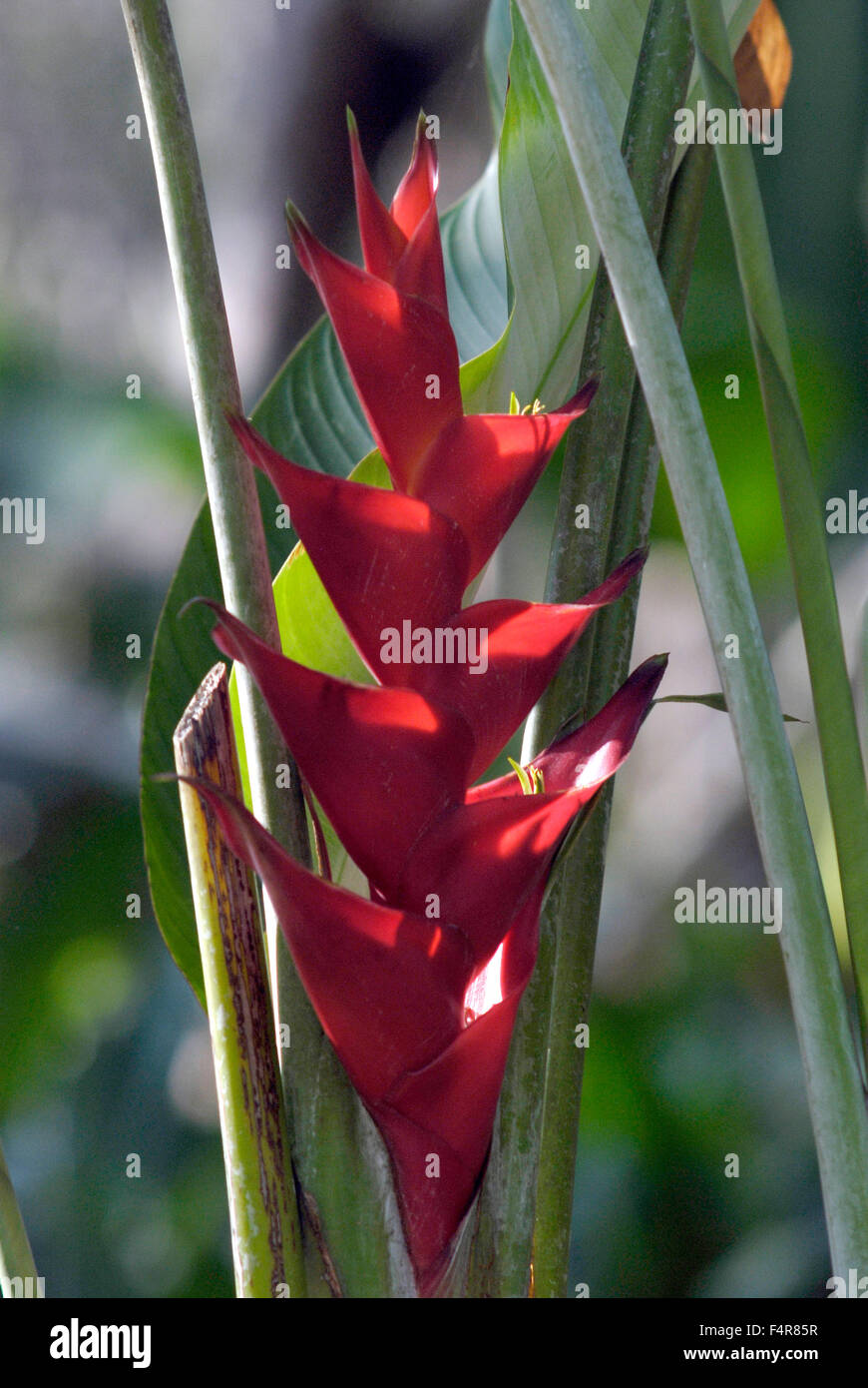 Heliconia imbricata rouge Banque D'Images Heliconia imbricata rouge Banque D'Images