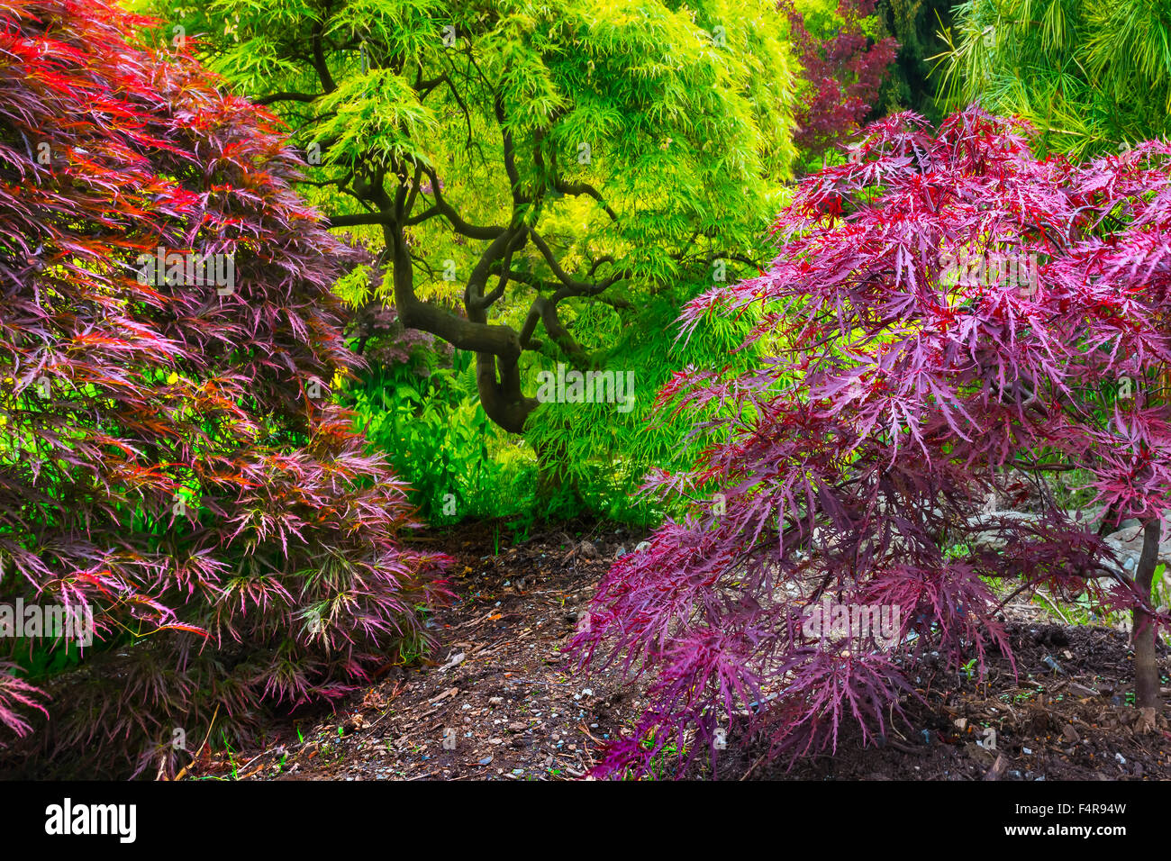 British Columbia, Canada, Vancouver VanDusen, jardin botanique, jardin, botanique, l'été, l'arbre Banque D'Images