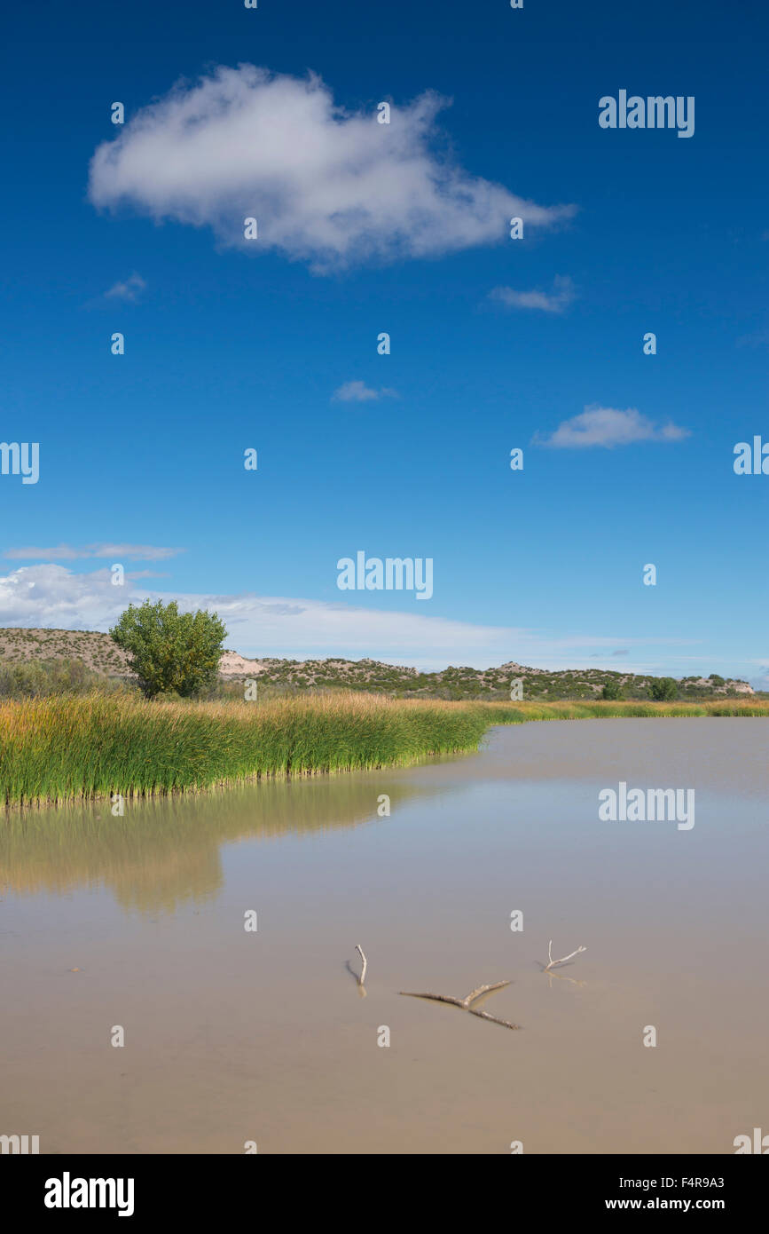 USA, United States, nord, sud-ouest, Nouveau Mexique, le sud du comté de Socorro, le Bosque del Apache, National Wildlife Refuge, nous Banque D'Images