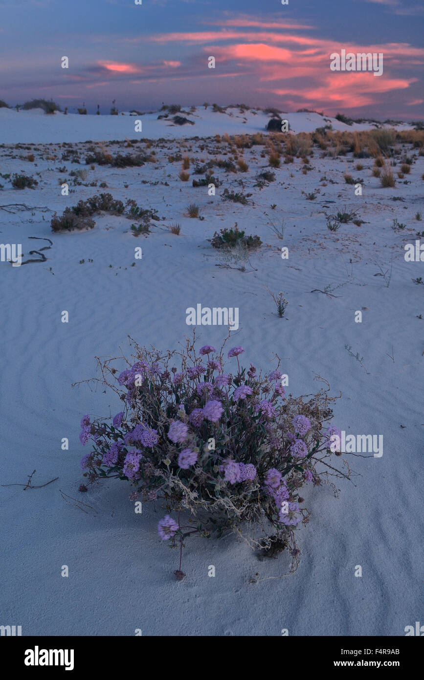 USA, United States, Amérique, Nouveau Mexique, White Sands, Monument National, Parc National, paysage, nature, fleurs, vertical Banque D'Images