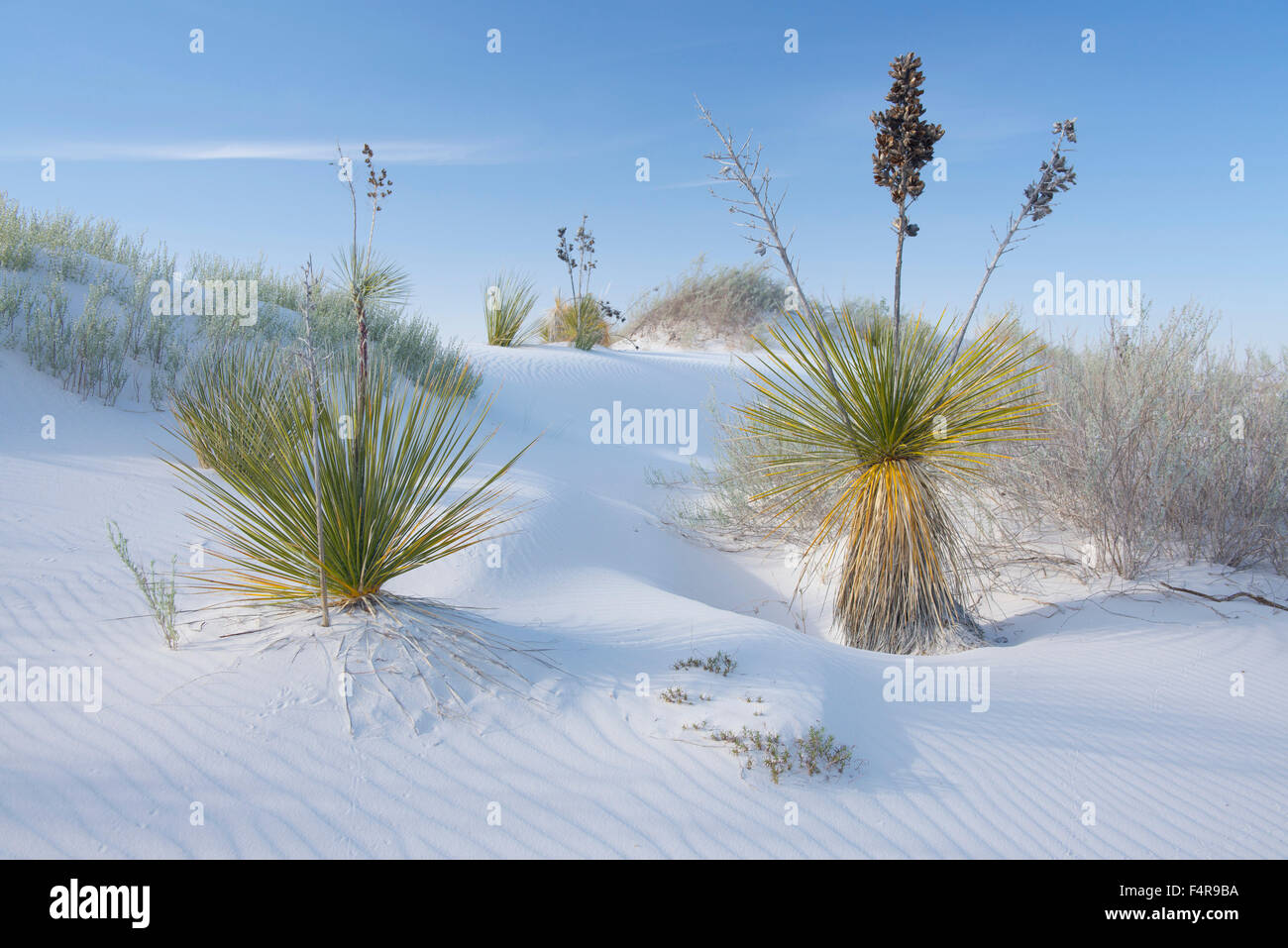 USA, United States, Amérique, Nouveau Mexique, White Sands, Monument National, National Park, le sable, le yucca, paysage, désert, Banque D'Images