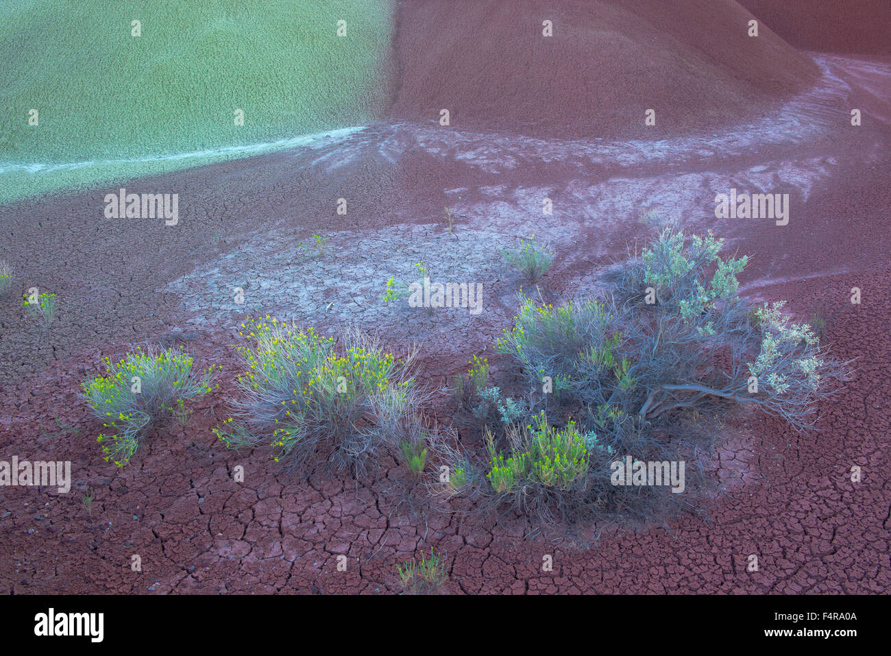 L'Oregon, de l'Est, les collines peintes, John Day, les combustibles d'appoint, Monument National, de boue, paysage, détails, nature, nature morte, lapin bru Banque D'Images