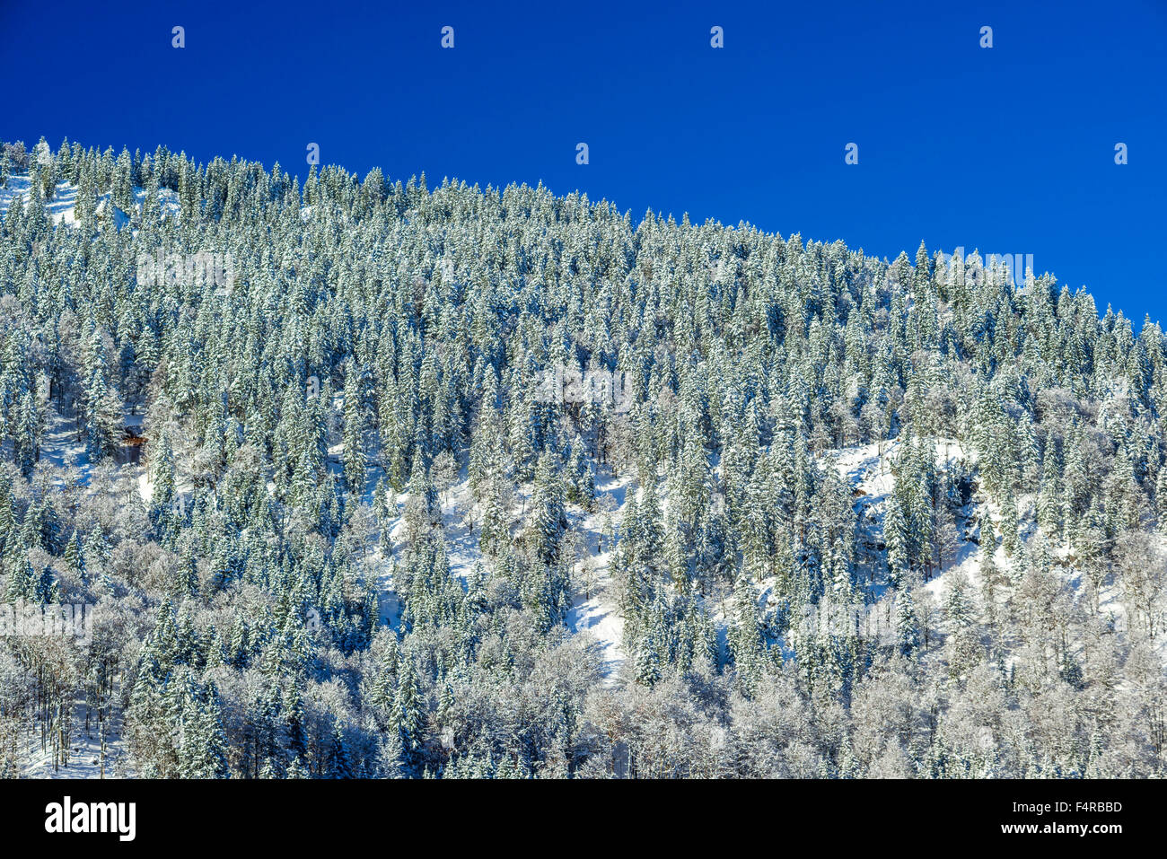 Allgäuer Alpen, Allgäu, Alpes, à l'extérieur, arbres, bavaroise, Allemagne, Europe, les montagnes, le froid, l'Oberallgäu, Oberstdorf, neige, neige, S Banque D'Images