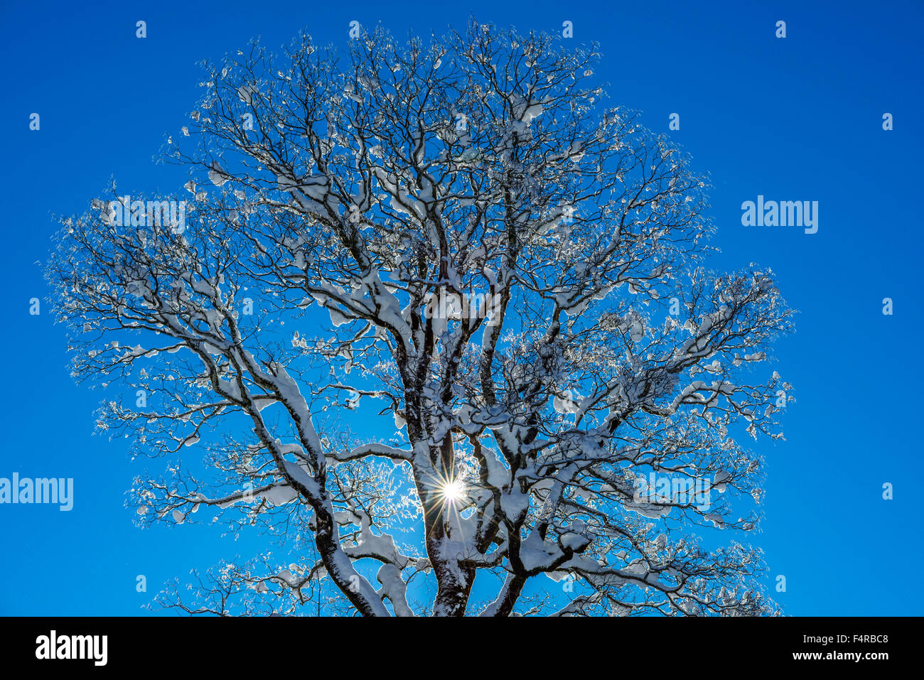 Acer, érable, Allgäuer Alpen, Allgäu, Alpes, à l'extérieur, arbre, Bavaria, sycomore, l'Allemagne, l'individu, l'Europe, rétro-éclairage, contraste, Banque D'Images