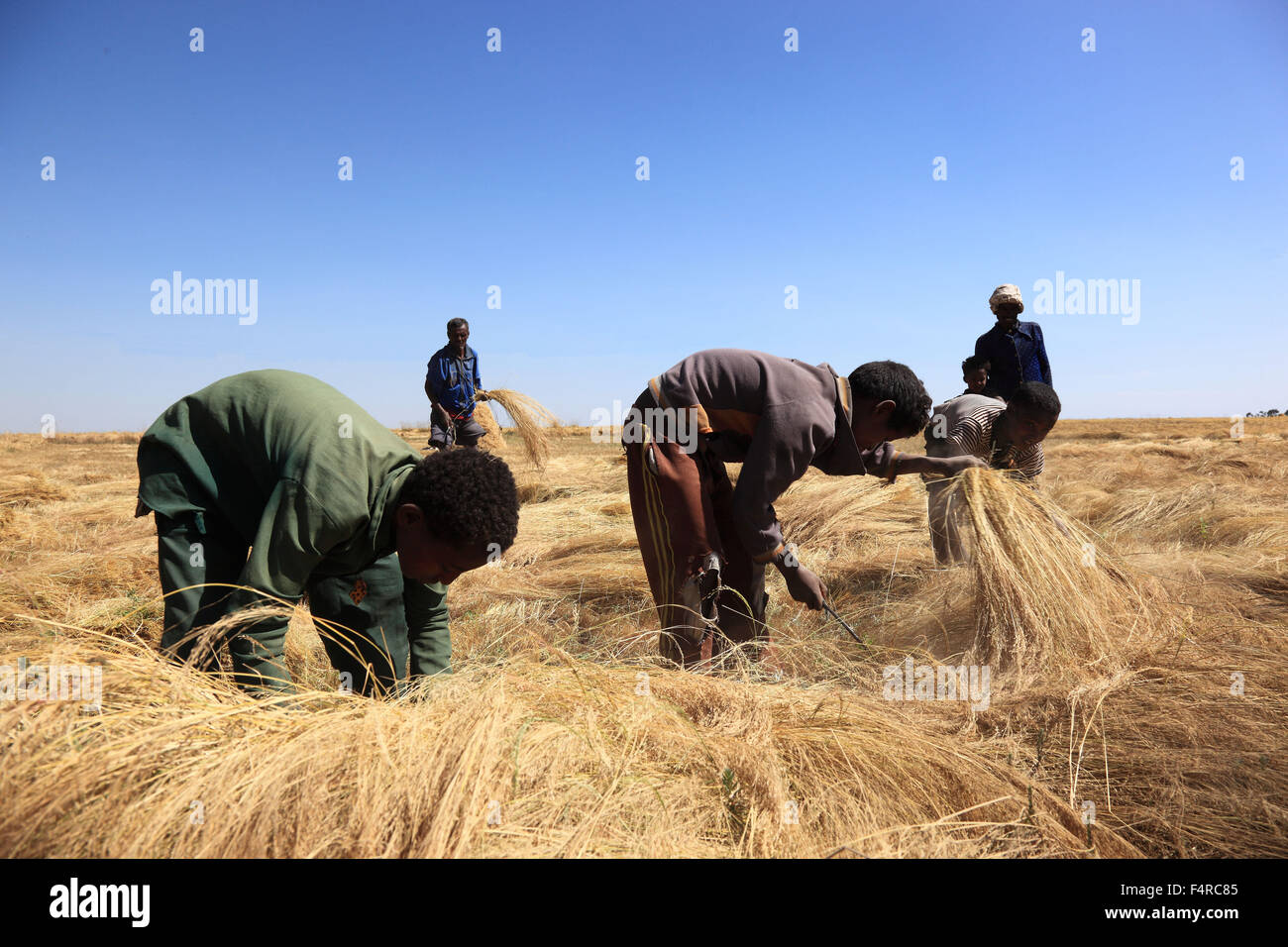 La région d'Amhara, les agriculteurs de la récolte, le teff, le teff teff, millet, nain Eragrostis tef, les graines ne contiennent pas de gluten et riche en f Banque D'Images