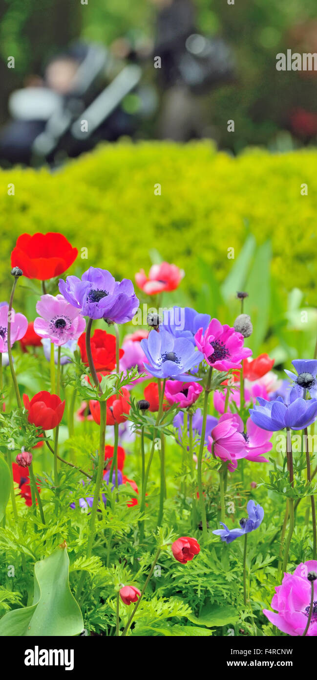 Fleurs anémone sur terrain dans le printemps ! Banque D'Images