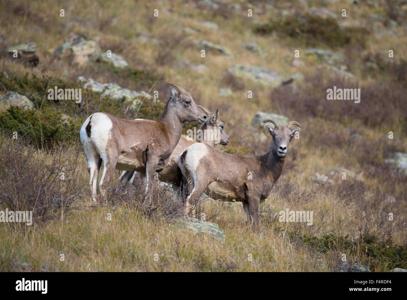 USA, États-Unis, Amérique, Colorado, Rocheuses, Pitkin County, le tremble, le mouton, le mouflon d'Amérique, de la faune, nature, Ovis canadensis Banque D'Images USA, États-Unis, Amérique, Colorado, Rocheuses, Pitkin County, le tremble, le mouton, le mouflon d'Amérique, de la faune, nature, Ovis canadensis Banque D'Images
