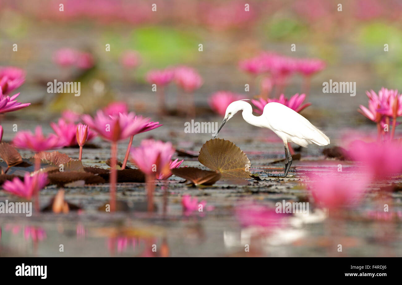 L'aigrette garzette, rose, nénuphars, Egretta garzetta, Thaïlande, oiseau, échassier, Thaïlande Banque D'Images