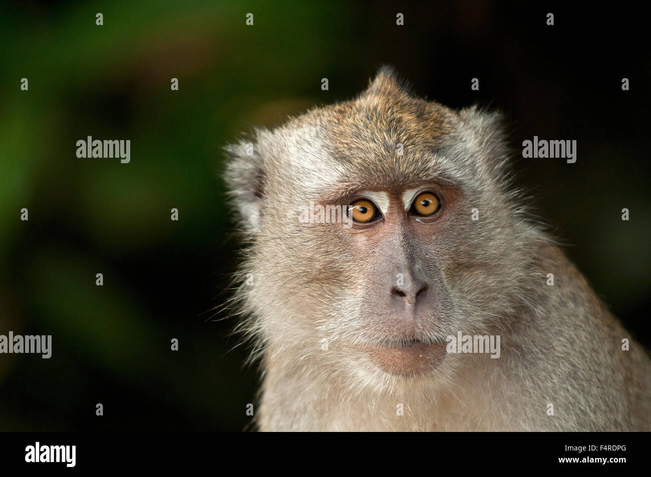 Manger du crabe, Macaque macaque à longue queue, Macaca fascicularis, la Thaïlande, le macaque, mammifere, singe, animal, portrait Banque D'Images