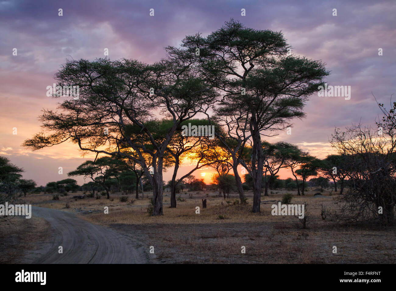 L'Afrique, arbres, paysage, paysage, voyage, de l'humeur, de savane, de sunrise, la Tanzanie, le parc national de Tarangire, Banque D'Images