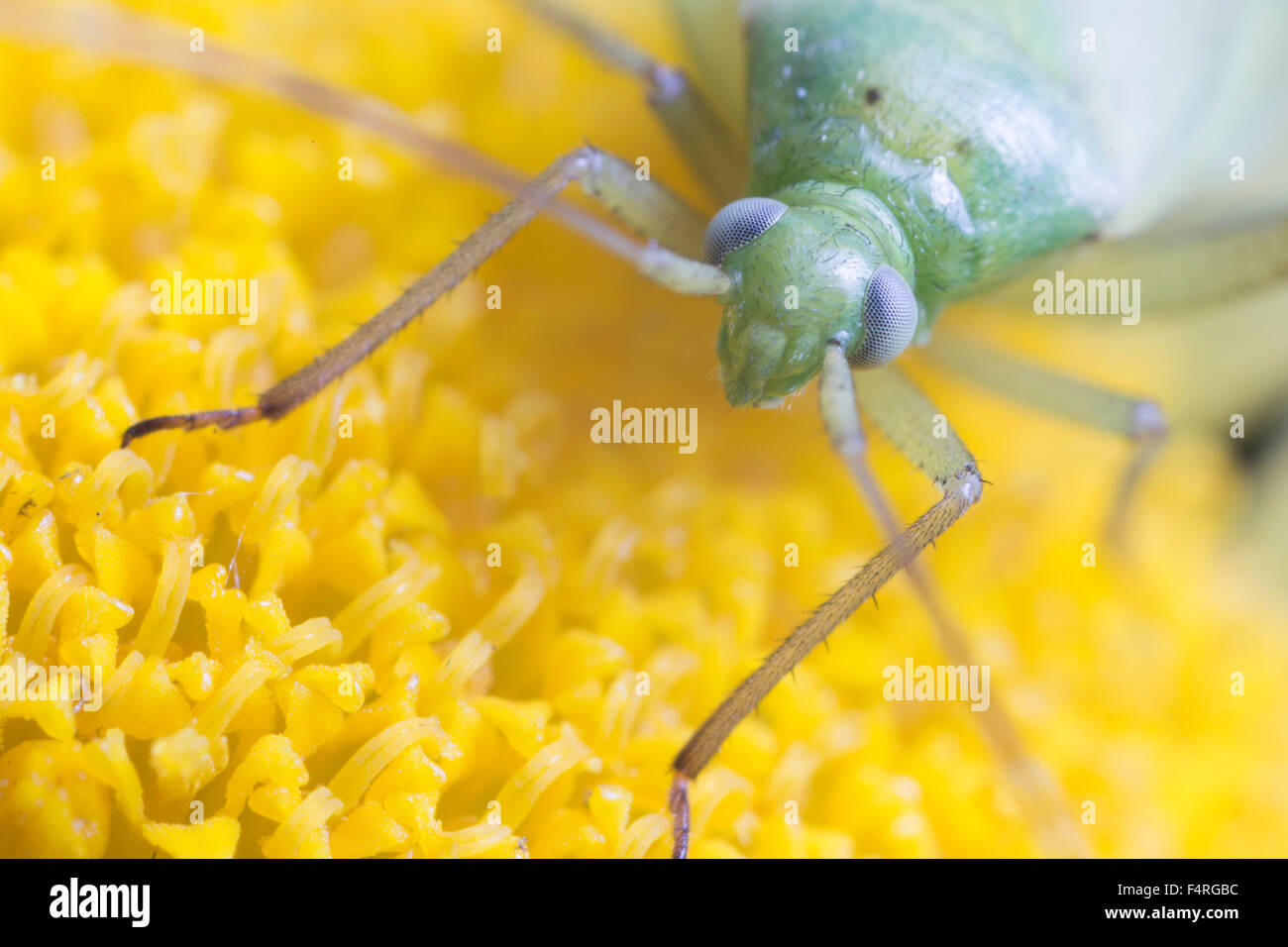 Macro d'une capside vert commun Banque D'Images