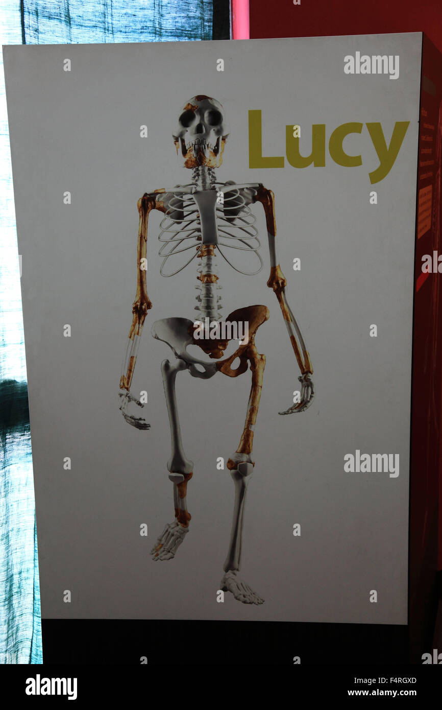 À Addis-Abeba, le Musée ethnologique, photo de Luci, Lucy se réfère à la 1974 Triangle Afar a découvert un squelette partiel d'un Banque D'Images