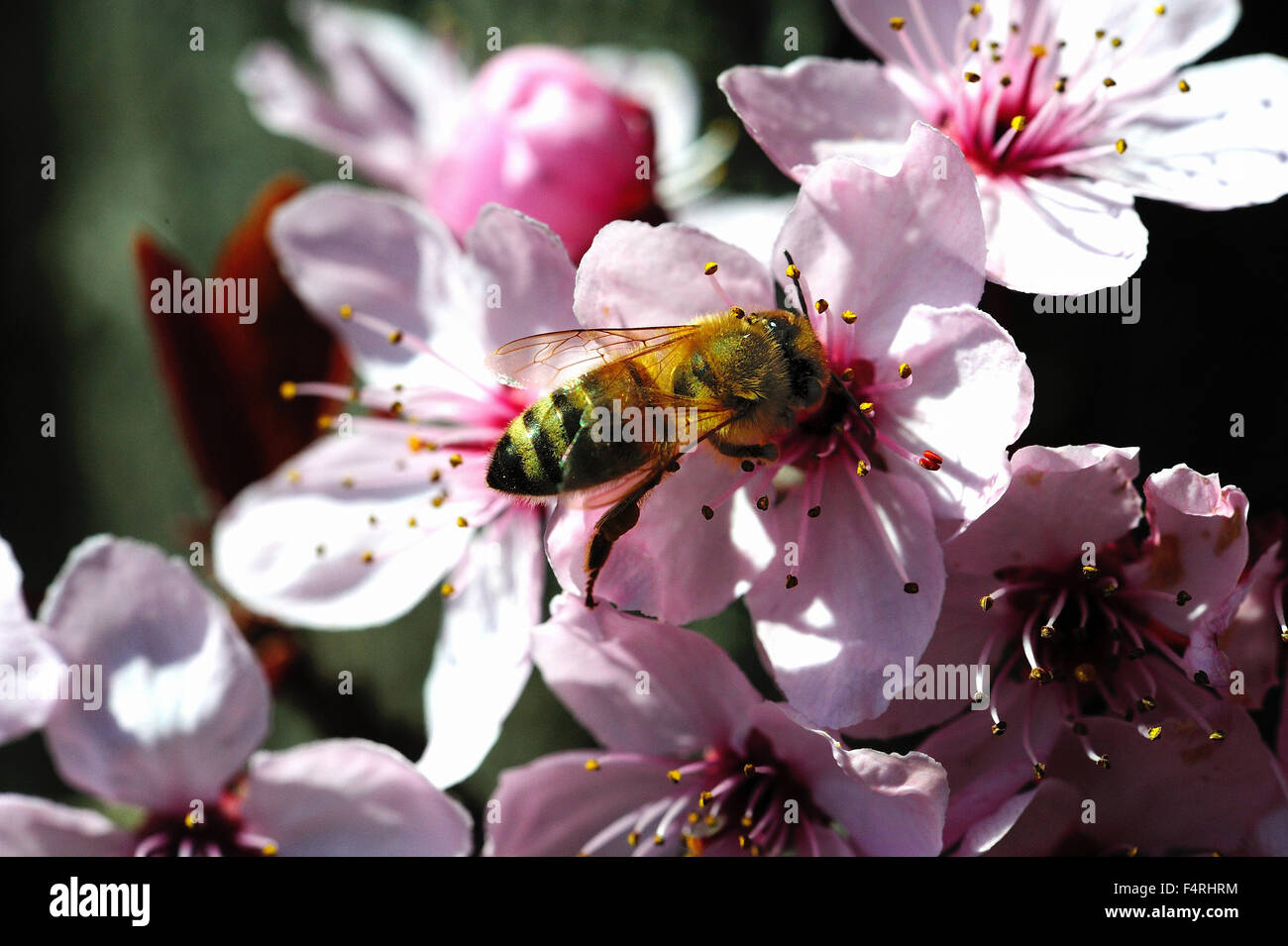 Allemagne, fleurit, s'épanouit, abeilles, printemps, fleurs, fruits, fleurs, arbres en fleurs insectes, pollen, pollen de fleur de sang, pl Banque D'Images