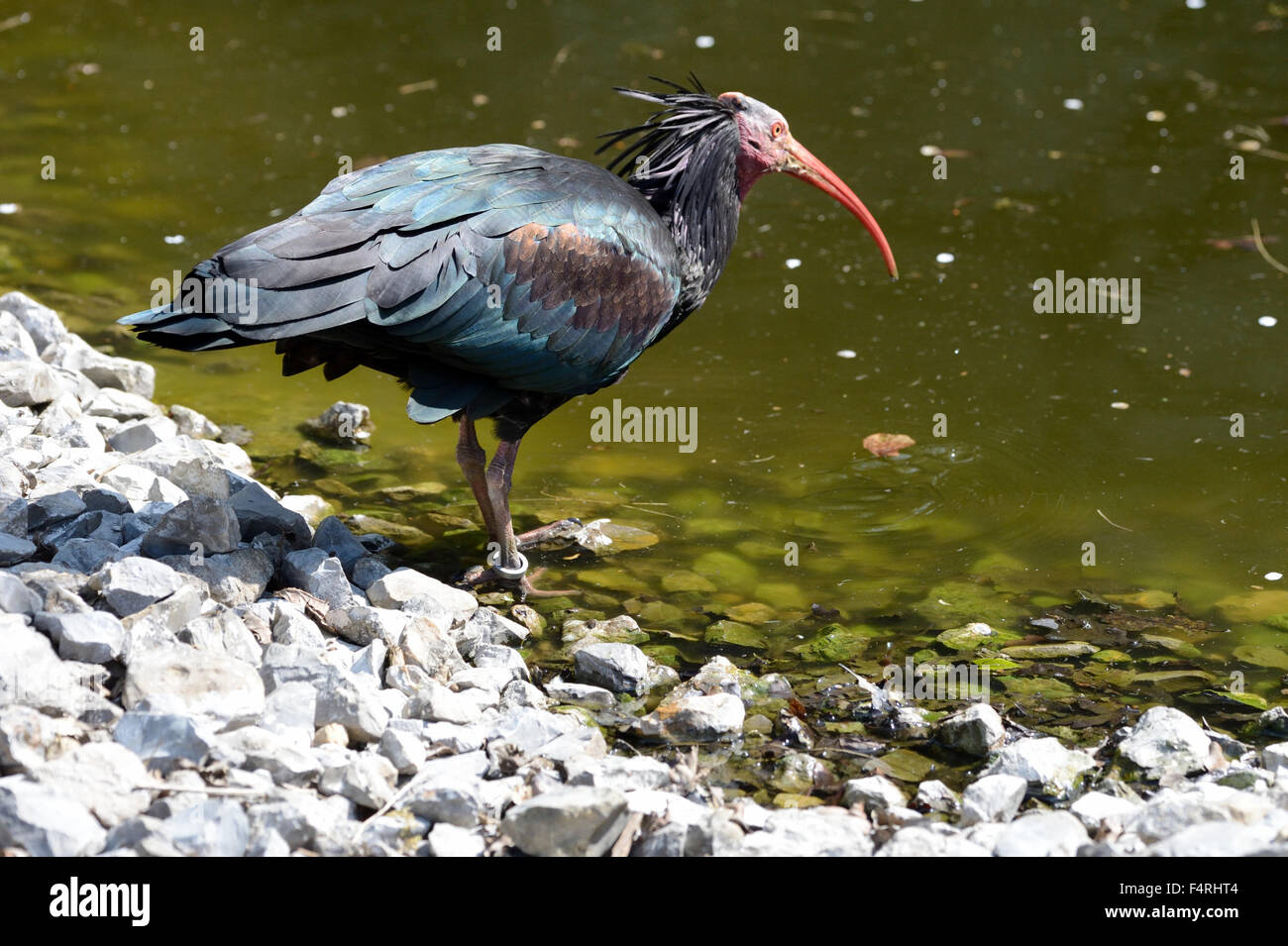 Allemagne, Geronticus eremita, ibis, échassiers, oiseaux, oiseaux, ibis, Allemagne Banque D'Images