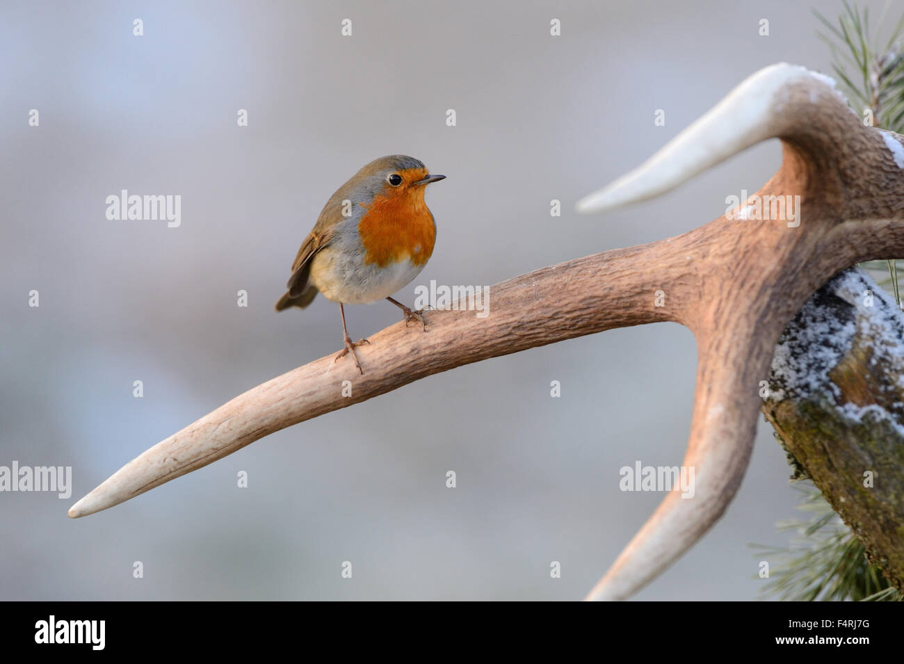 Allemagne, moucherolle vert, robin, redbreasts, Songbird, oiseaux chanteurs, oiseaux, passereaux, oiseaux, Allemagne Banque D'Images