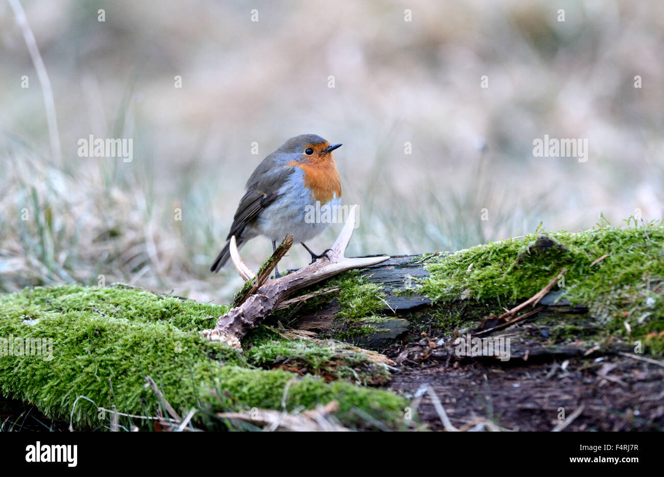 Allemagne, moucherolle vert, robin, redbreasts, Songbird, oiseaux chanteurs, oiseaux, passereaux, oiseaux, Allemagne Banque D'Images