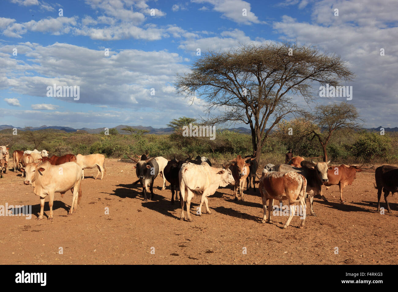 Région de l'Omo, la tribu de la Hammer, hammer, hammer, hammer, Amar ou amer, les taureaux pour le taureau saute à un arbre d'acacia Banque D'Images