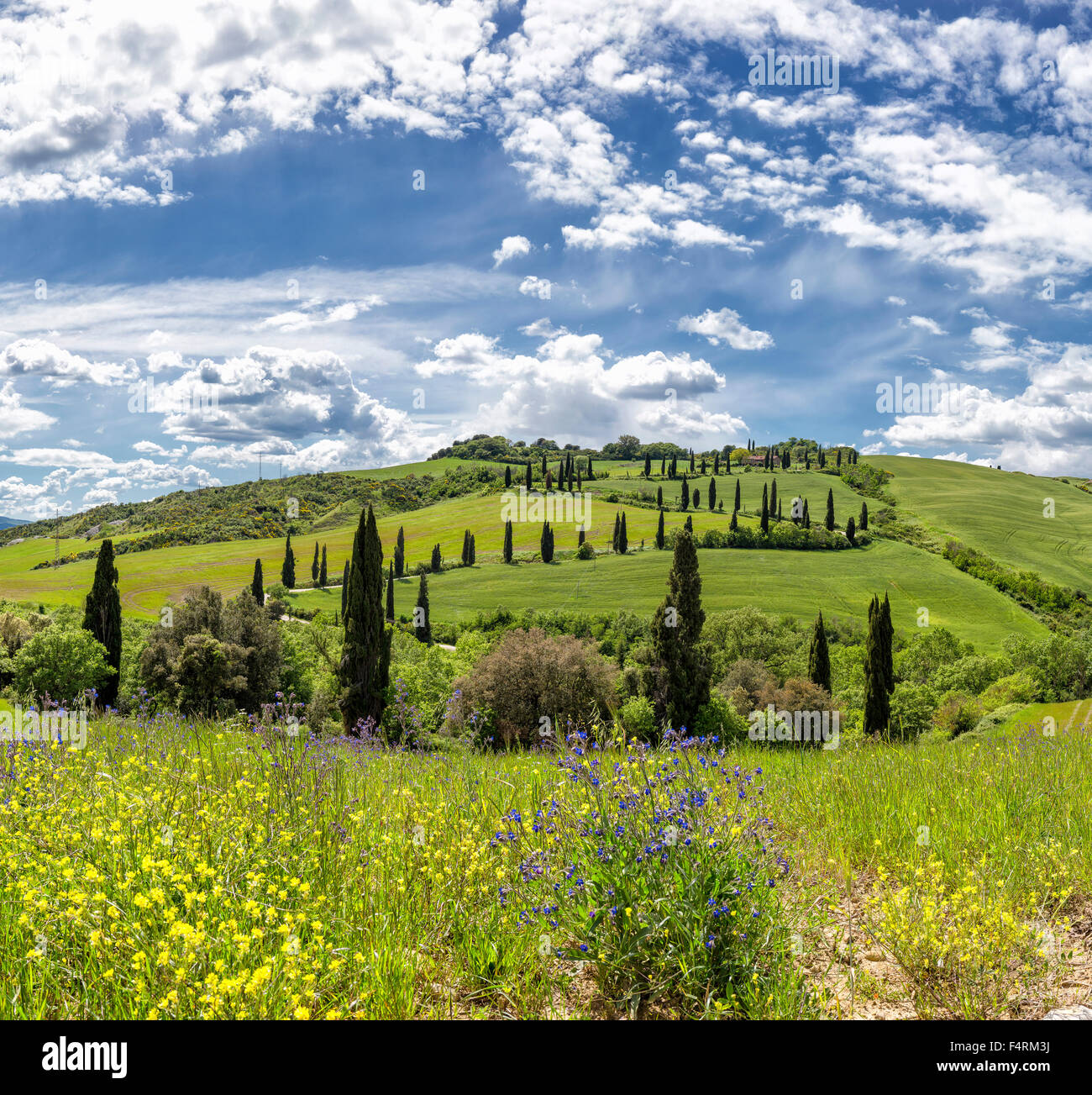 L'Italie, l'Europe, Toscane, Toscane, Castelluccio, paysage, champ, prairie, fleurs, printemps, montagnes, collines, cyprès, Val d'Orcia Banque D'Images