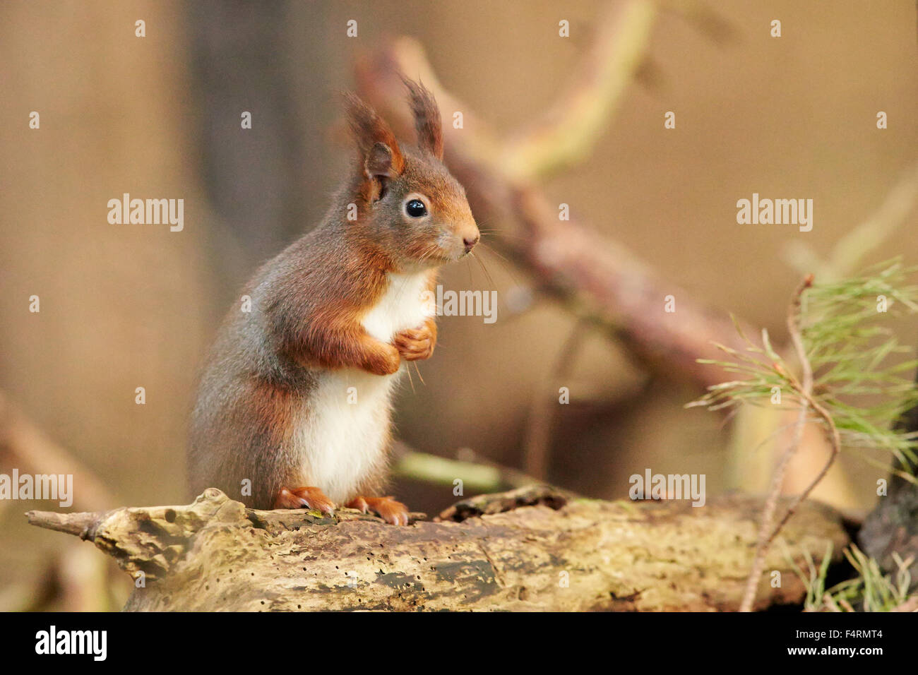 Écureuil rouge eurasien dans woodland (Sciurus vulgaris) Banque D'Images