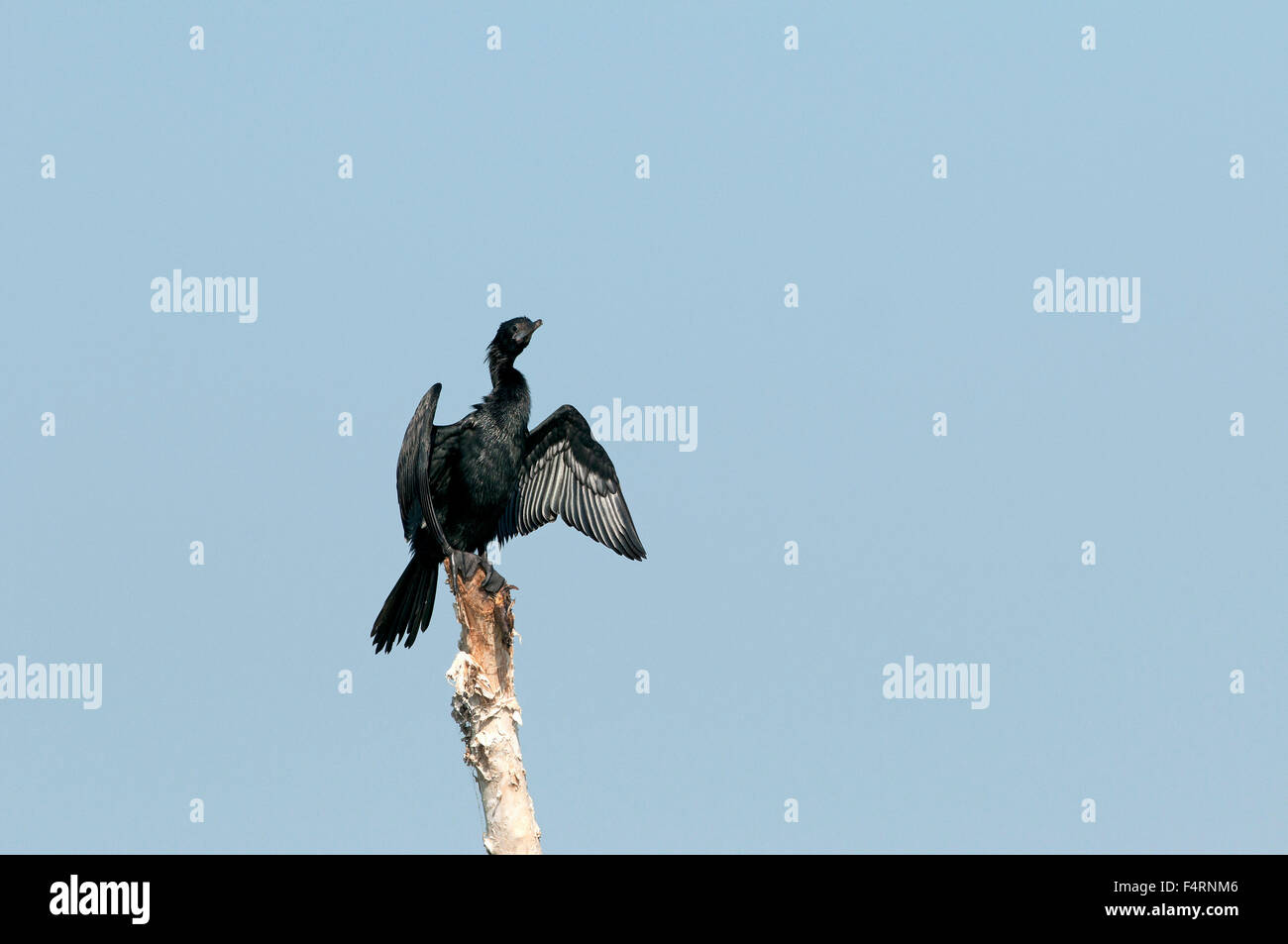 Peu d'aigrettes, Thailande, Asie, cormoran, oiseau, palmiped, phalacrocorax niger Banque D'Images