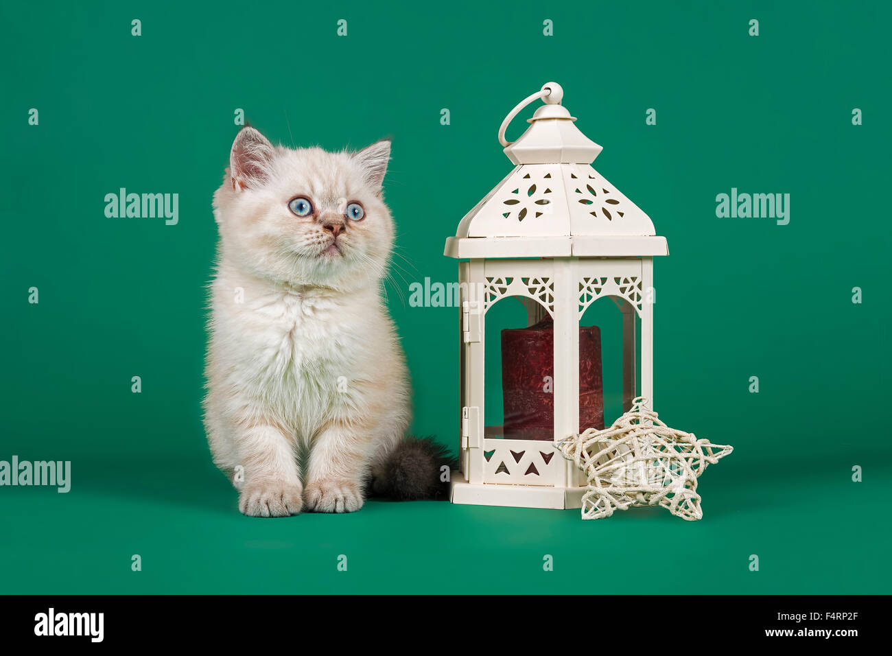 British Shorthair chat avec des décorations de Noël Banque D'Images