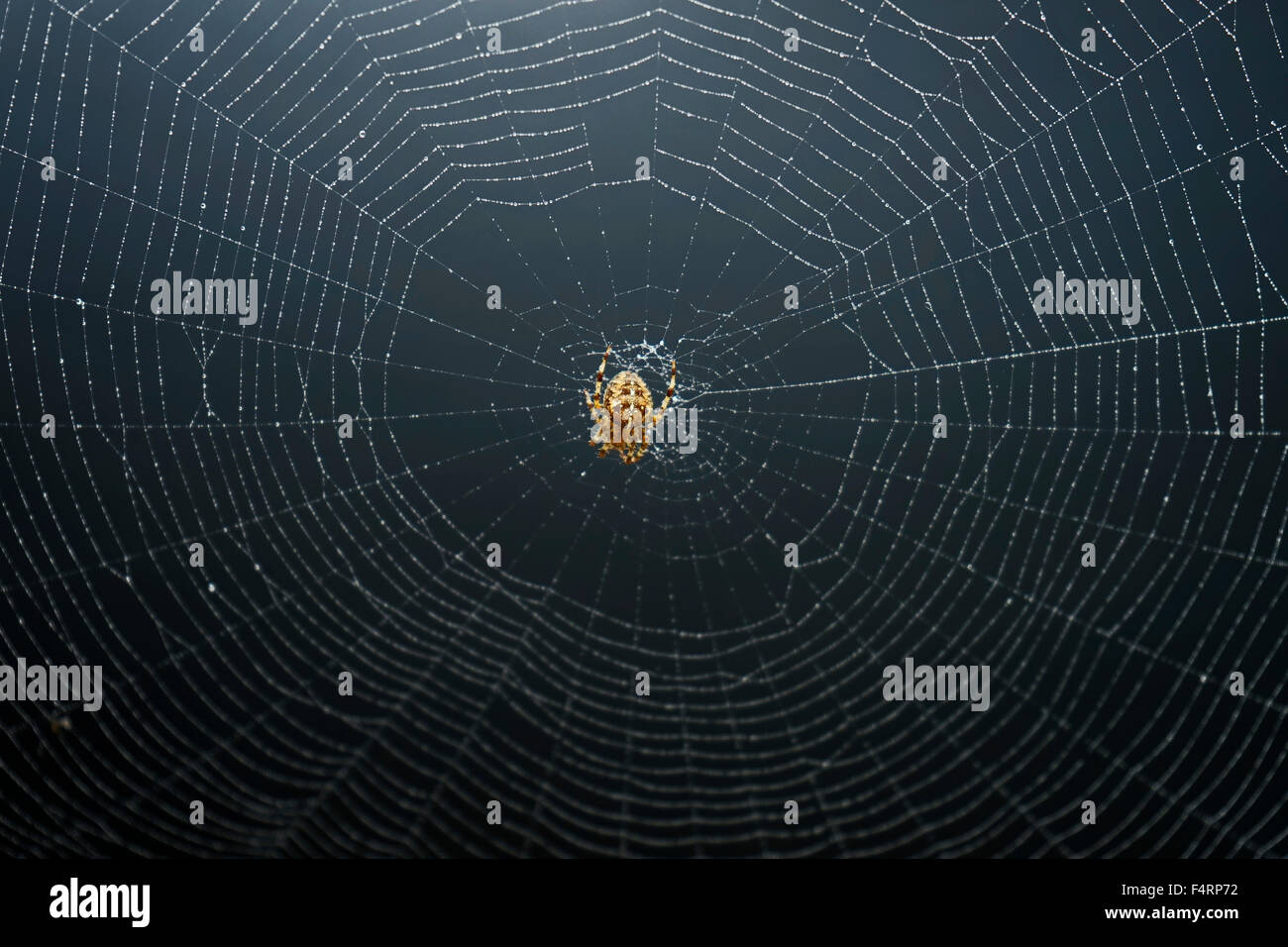 Jardin commun Web Spider Spinning Angleterre Banque D'Images