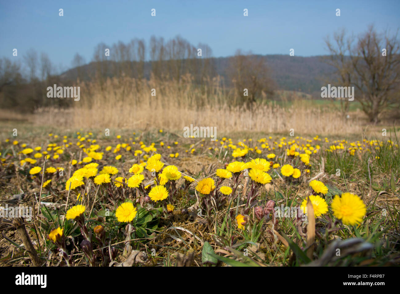 Hawk's herb, printemps, Suisse, Europe, Jura, Delémont, jaune Banque D'Images