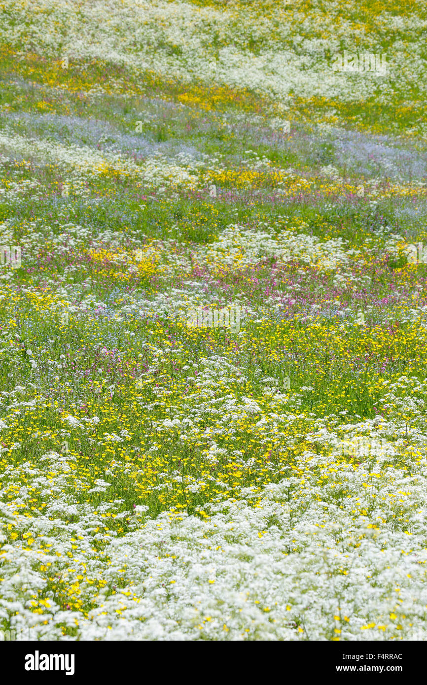 Fleur, fleurs, flower meadow, coloration riche, flore, printemps, Crowfoot,  arrière-plan, le cerfeuil, la masse, le motif, red campion, Switzer Photo  Stock - Alamy