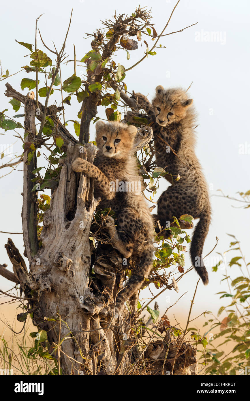 Le Guépard (Acinonyx jubatus), six semaines cheetah cubs escalade un arbre mort, Maasai Mara National Reserve, Kenya, comté de Narok Banque D'Images