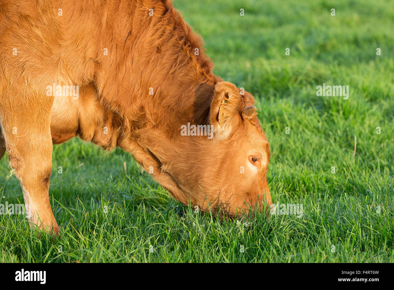 Avis de vache de pâturage en Normandie, France. Banque D'Images