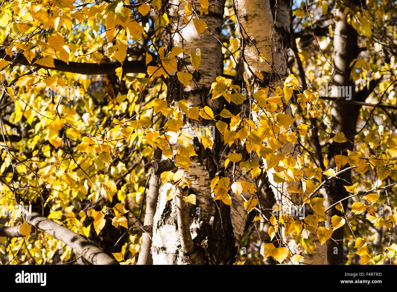 Feuillage jaune du bouleau en automne. Automne doré ou l'été indien saison. Banque D'Images