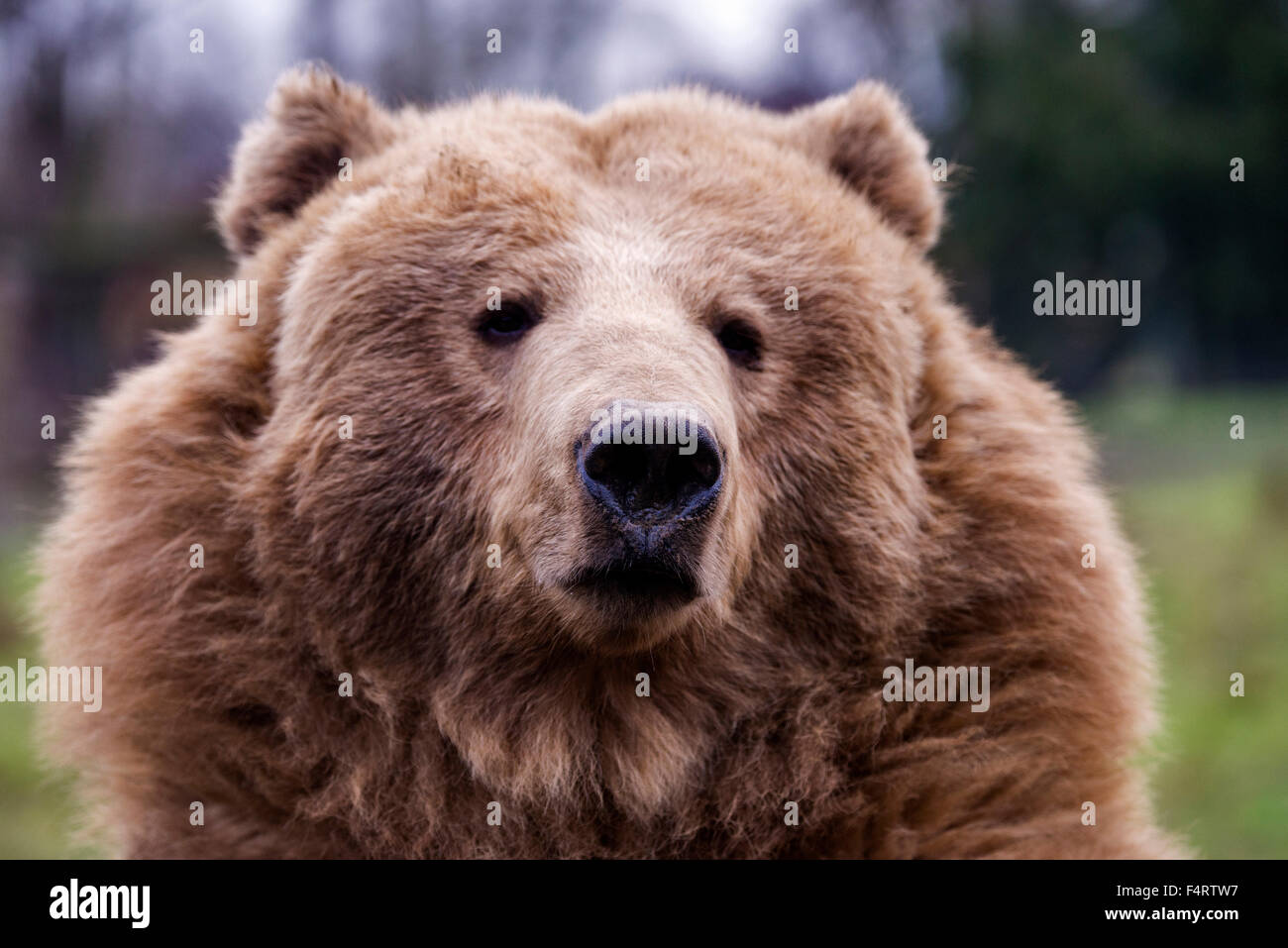 Ours brun, Ursus arctos, ours, animal, USA, chef Banque D'Images