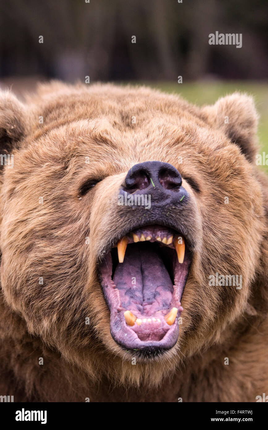 Ours brun, Ursus arctos, ours, animal, USA, la tête, les dents, furieux Banque D'Images