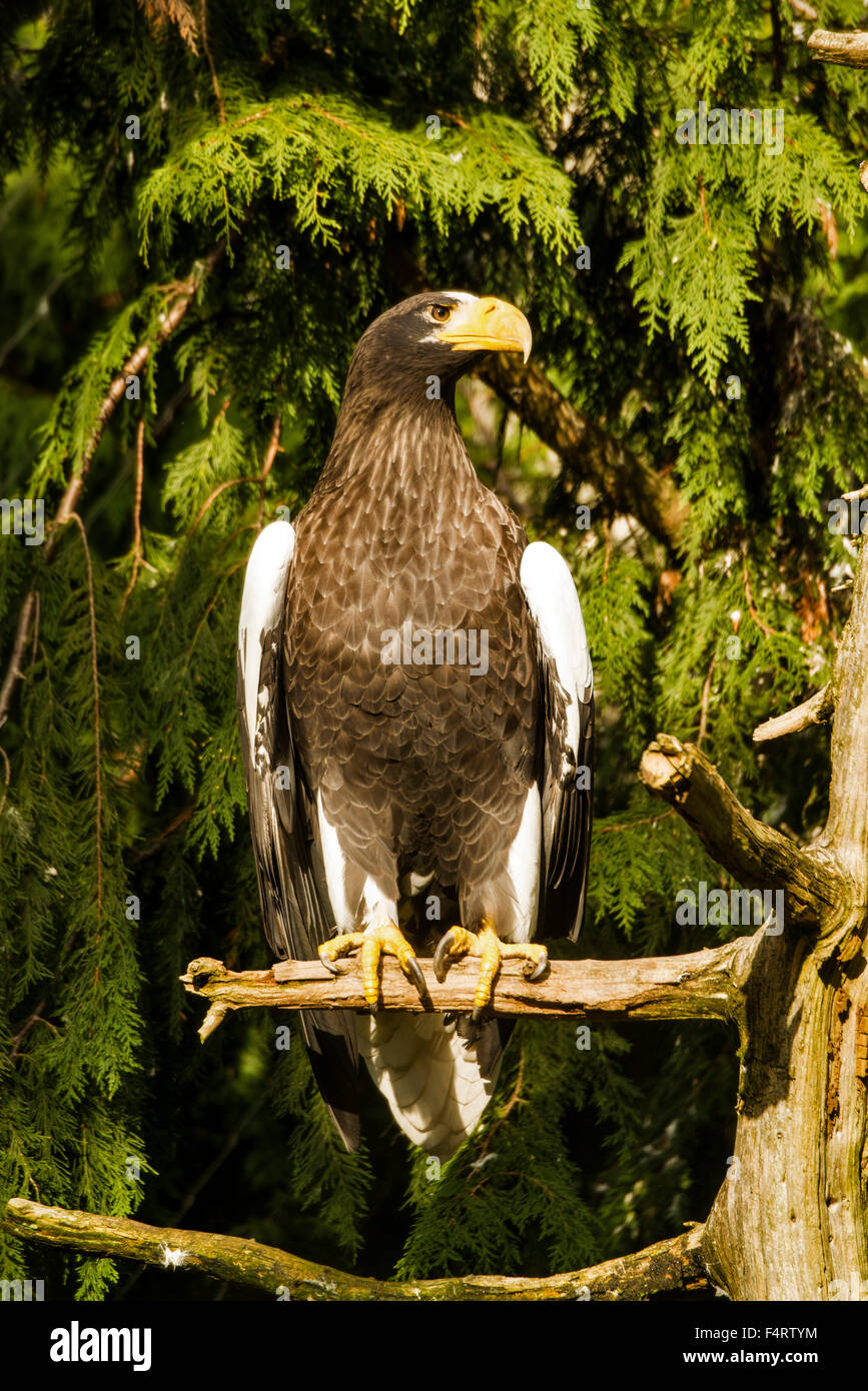 L'aigle de mer de Steller ;, Haliaeetus pelagicus, aigle, oiseau, Banque D'Images