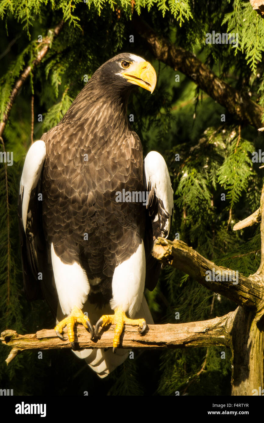 L'aigle de mer de Steller ;, Haliaeetus pelagicus, aigle, oiseau, Banque D'Images