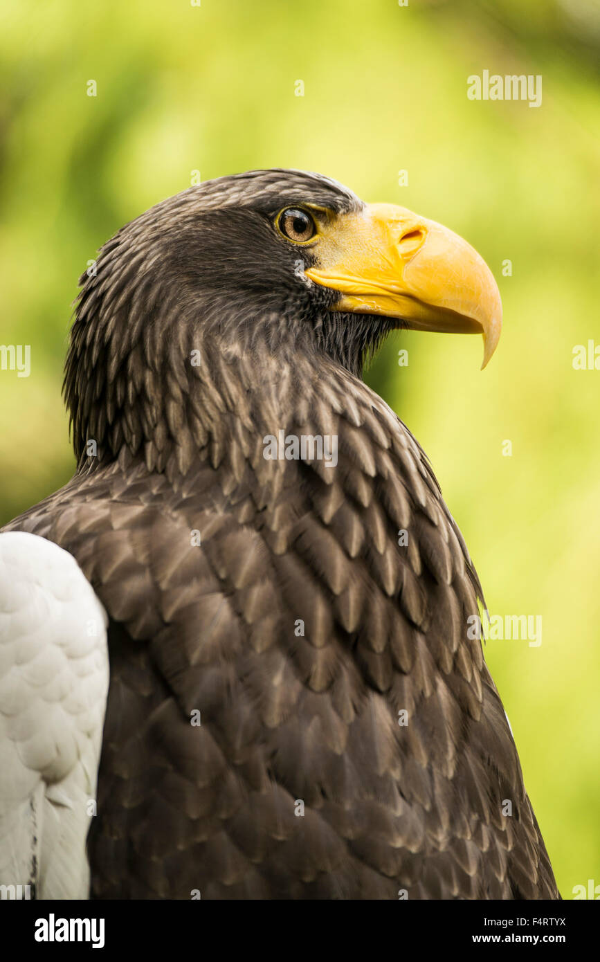 L'aigle de mer de Steller ;, Haliaeetus pelagicus, aigle, oiseau, Banque D'Images