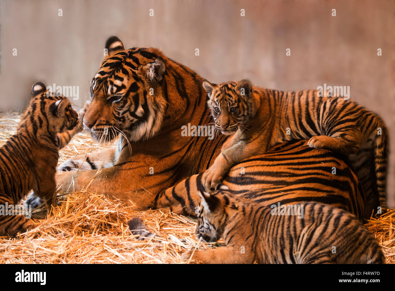 Tigre de Sumatra, le tigre, animal, Panthera tigris sumatrae Banque D'Images