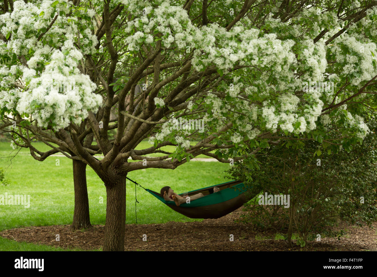 Une photographie d'un couple anonyme de vous détendre dans un hamac sous un arbre en fleur de cerisier Forsyth Park à Savannah, Géorgie. Banque D'Images