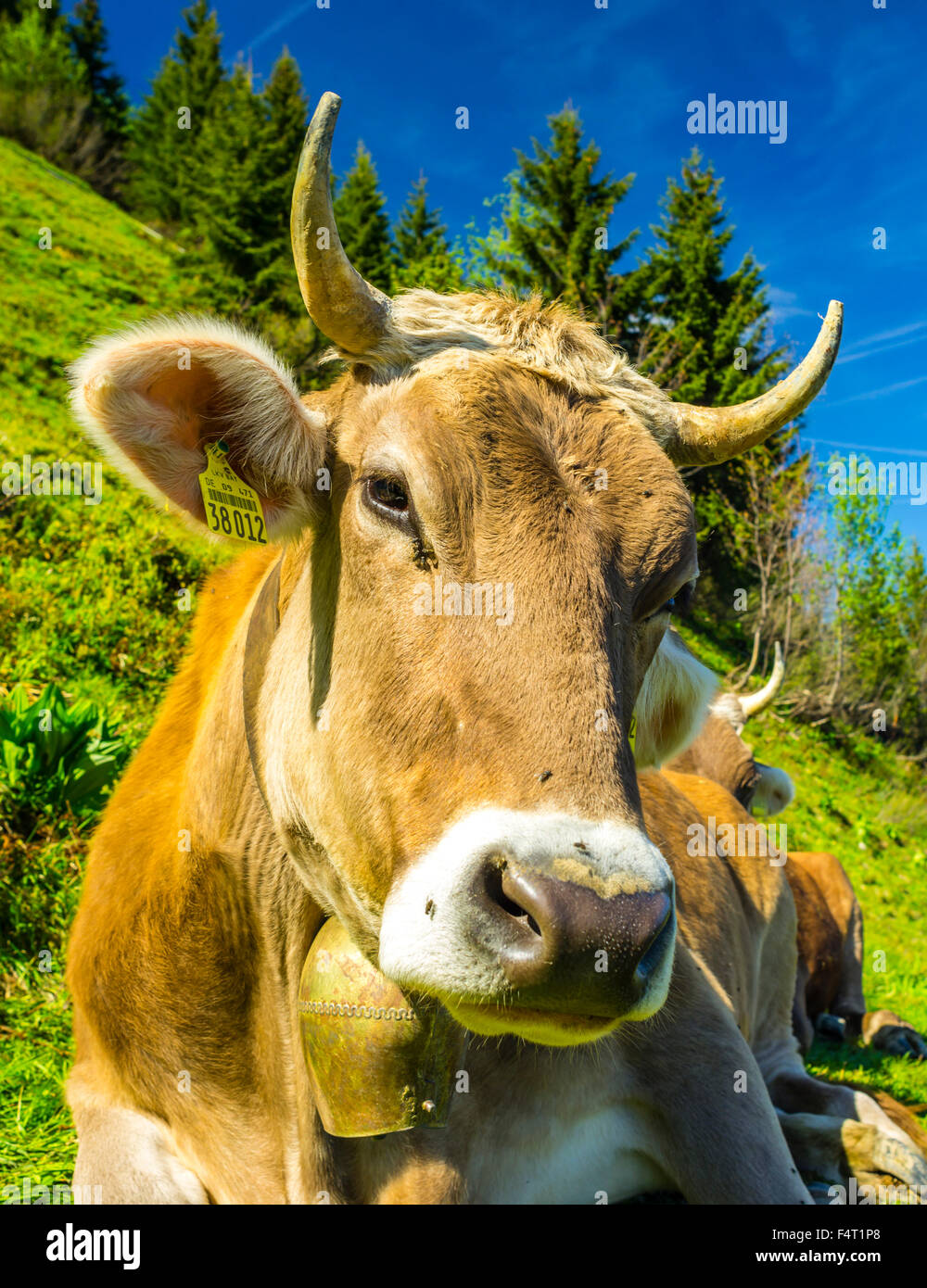 Brown, de l'Allgäu, le bétail des prairies alpines, Alp, bavaroise, près d'Oberstdorf, Bos primigenius taurus, la reproduction, l'Allemagne, l'un, vache, Eur Banque D'Images