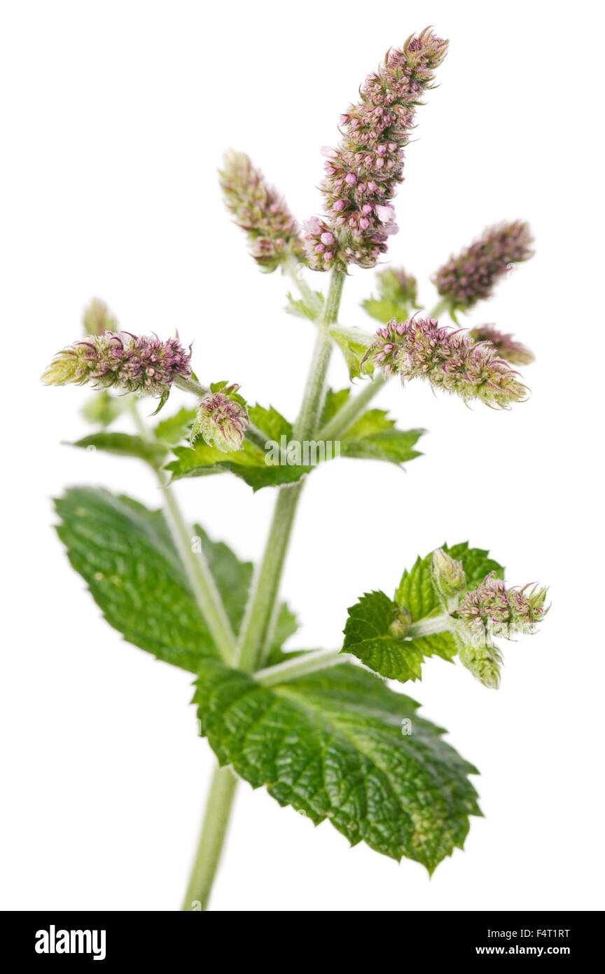 Applemint (Mentha suaveolens) close up des feuilles et des fleurs roses contre fond blanc. Août UK. Banque D'Images