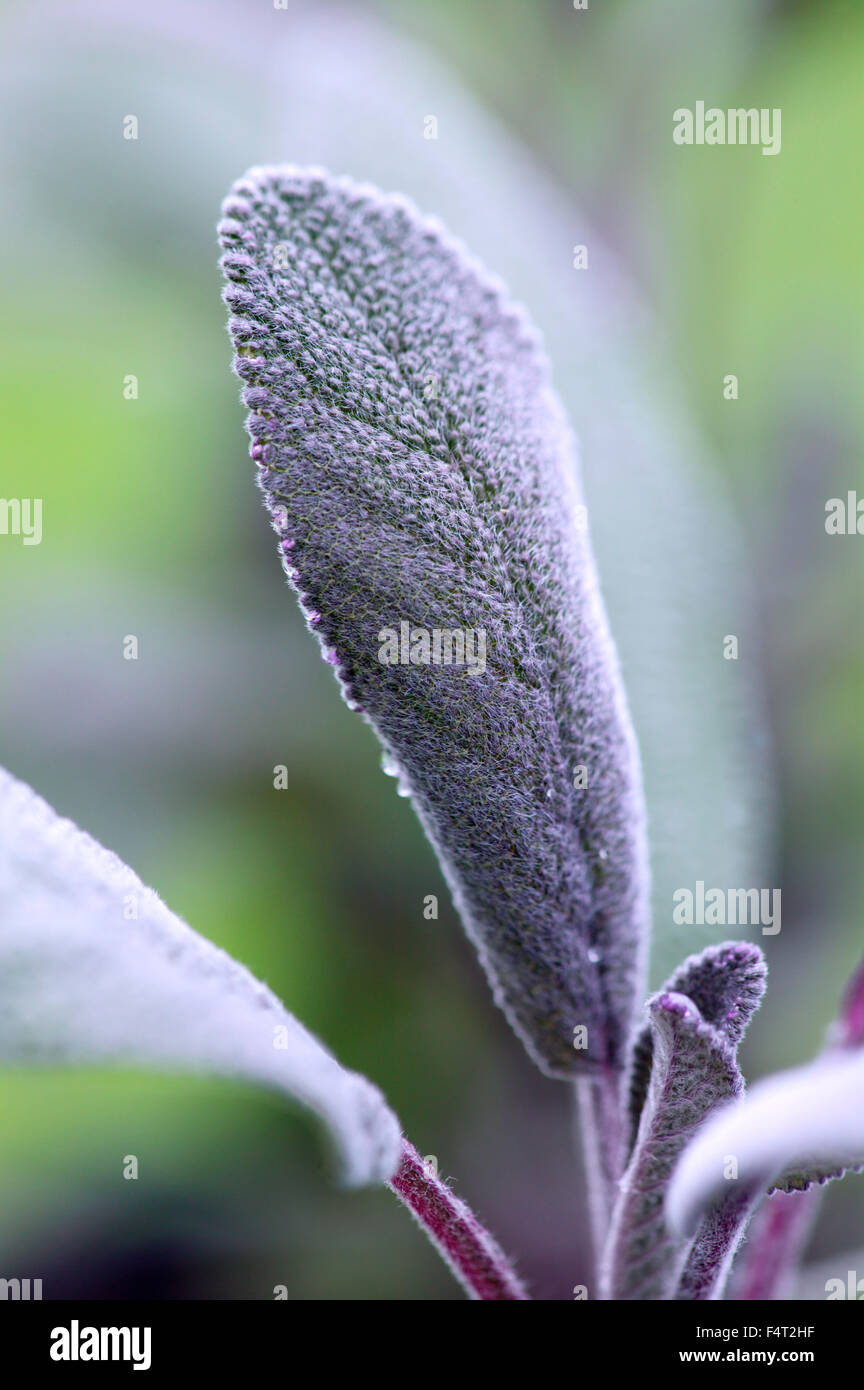 La sauge (Salvia officinalis purpurascens). Herbes culinaires. Gros plan d'une feuille verte et violette. Banque D'Images