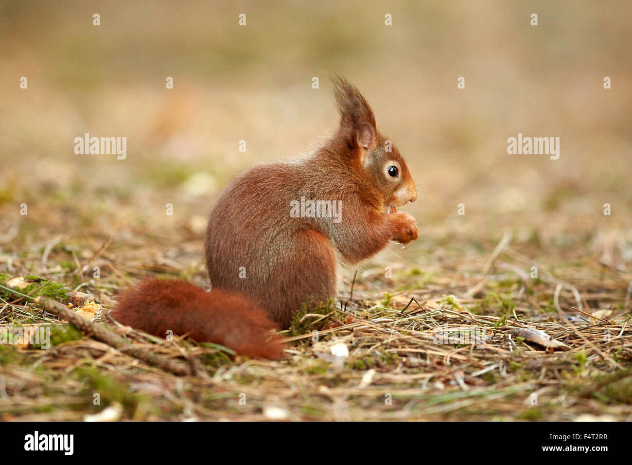 Écureuil rouge eurasien dans woodland (Sciurus vulgaris) Banque D'Images