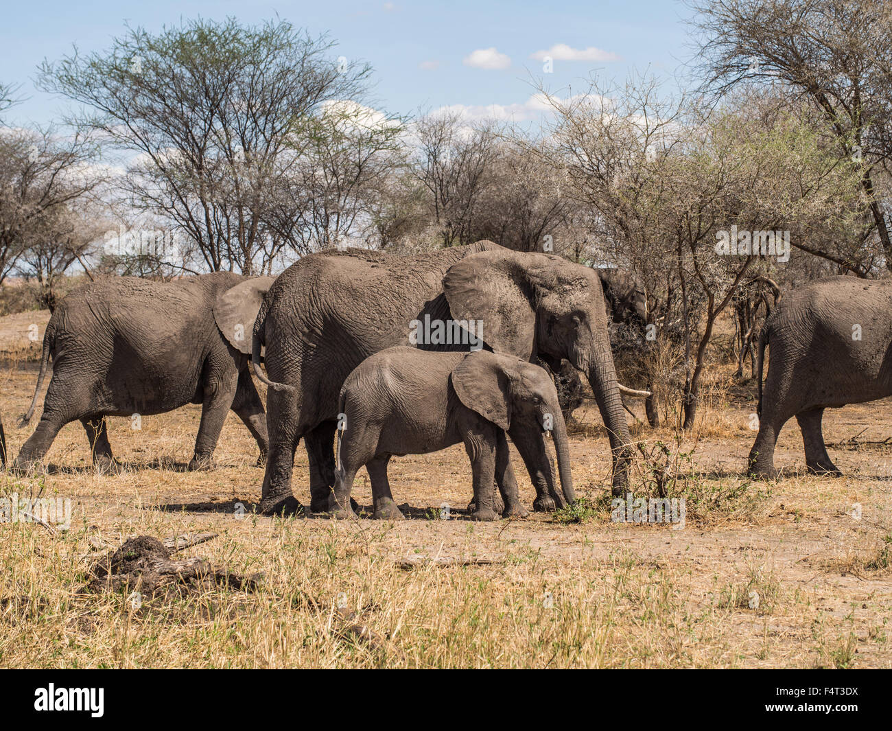 Troupeau d'éléphants dans le parc national de Tarangire en Tanzanie, Afrique. Mère avec un tusk et un bébé dans le foyer. Banque D'Images