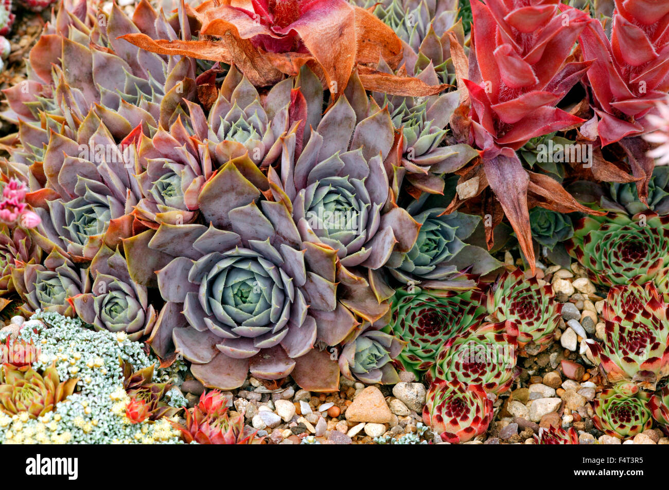 Houseleek Sempervivum (mixte). Close up of succulent, formant des rosettes, star-comme des feuilles. Juillet. L'été. Oxfordshire UK. Banque D'Images